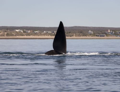 Diez años de avistaje de ballenas en Las Grutas